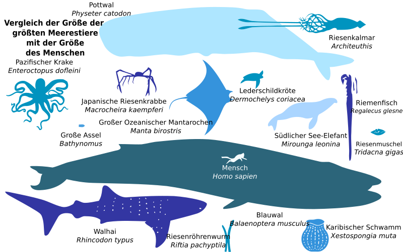 Biggest Fish - German Translation