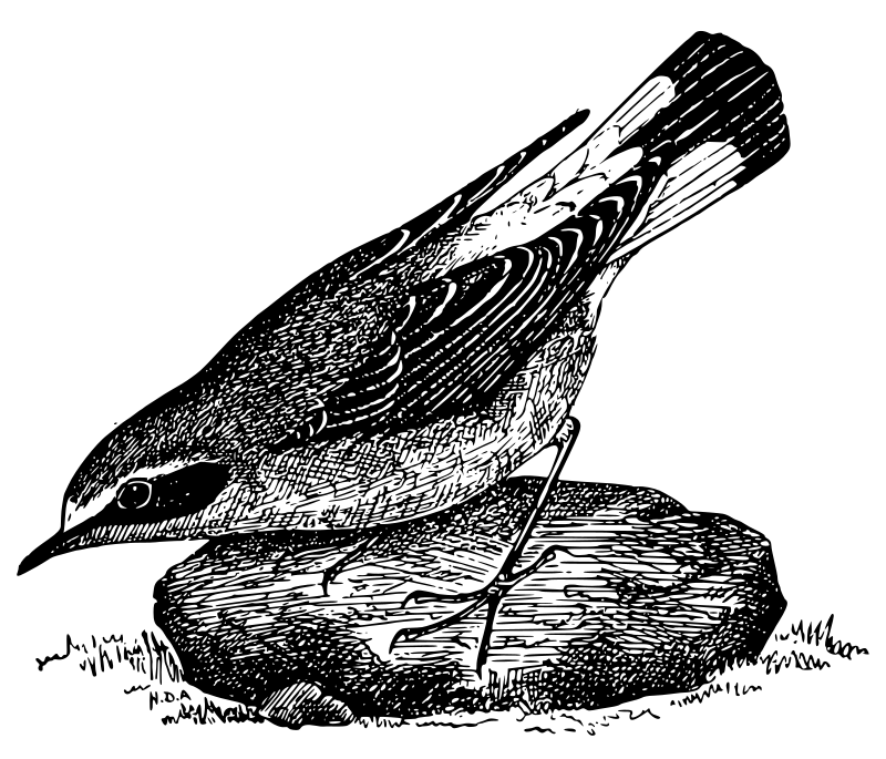 Bird