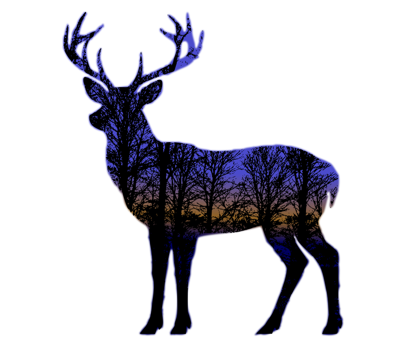 Dawn in the Forest