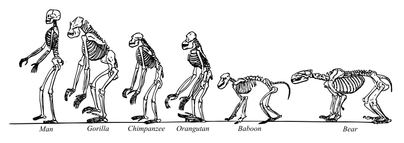 Various Skeletons