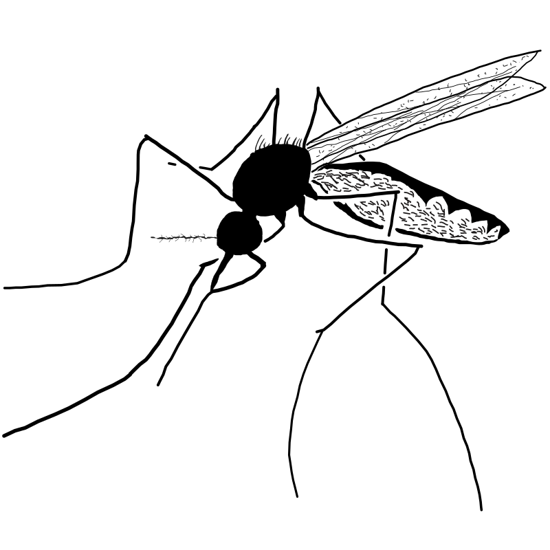Mosquito