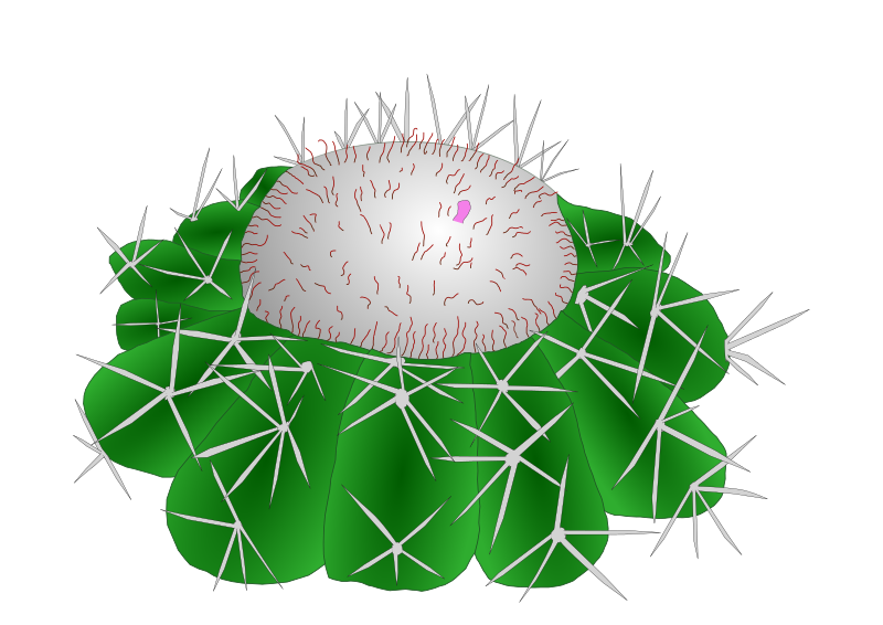 Melocactus violaceus