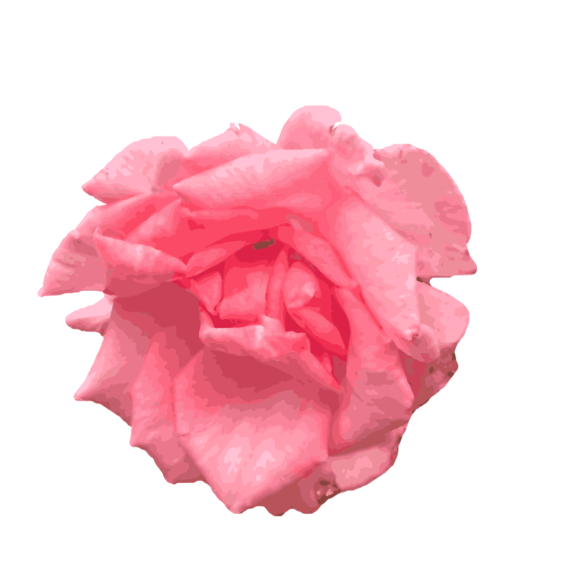 Pink Rose