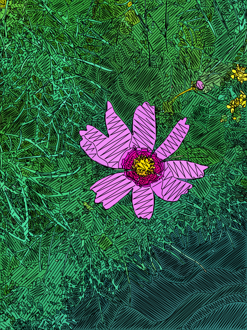 Pink Cosmos