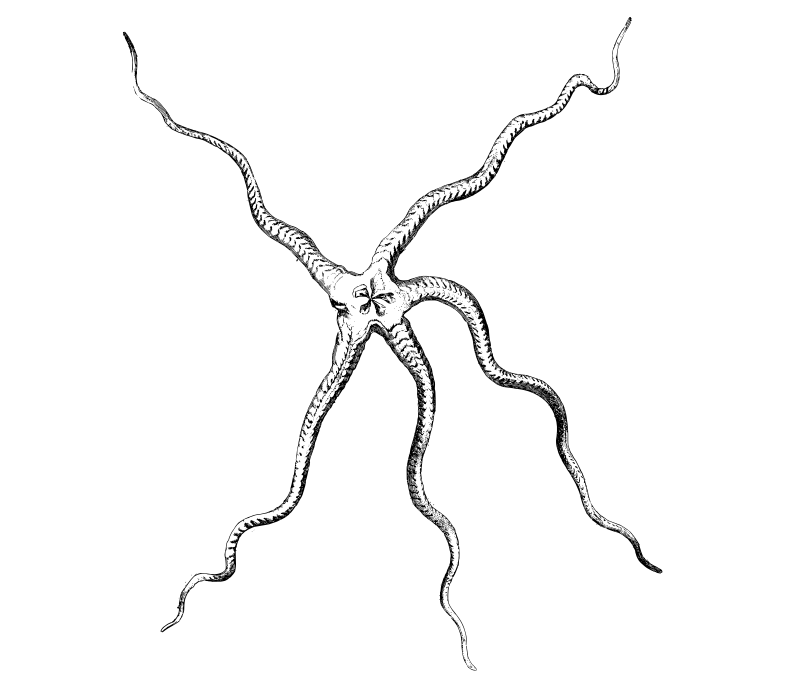 Brittle Star