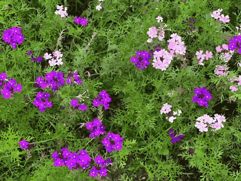 Purple Pink Flowers