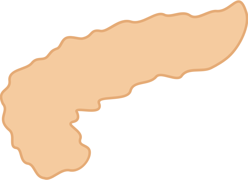 Pancreas