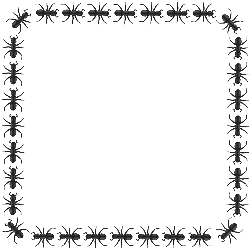 ant border square