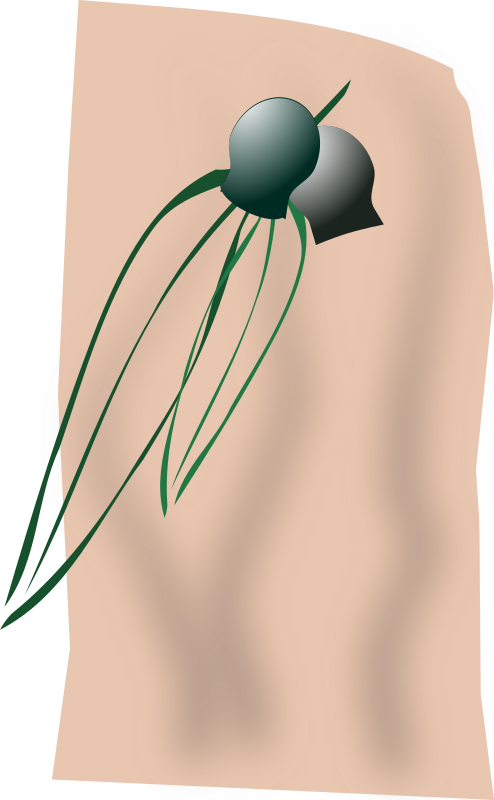 gumleaves