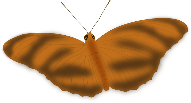An Ethereal Butterfly