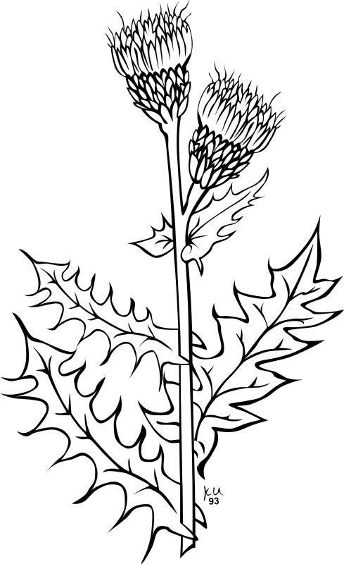 KU cirsium arvense