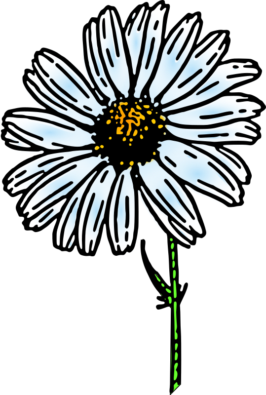 colored daisy 1