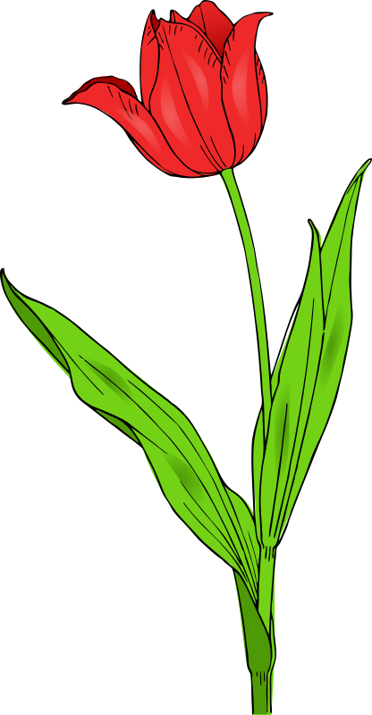 colored tulip