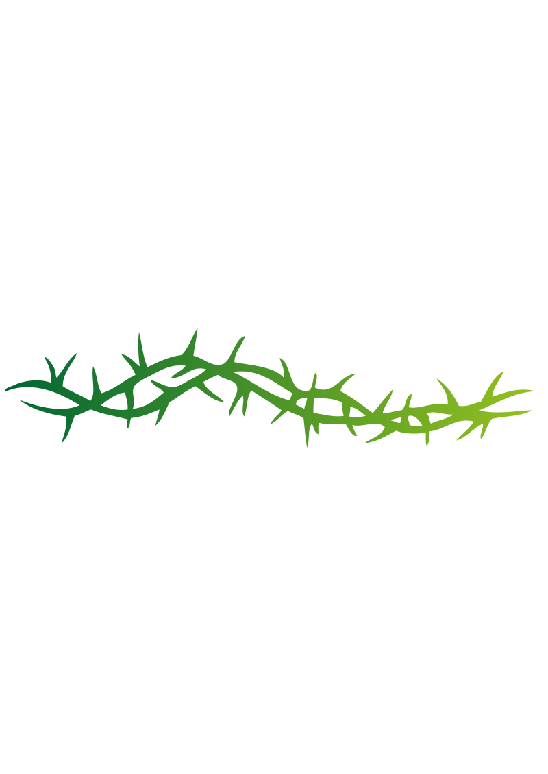 Spine