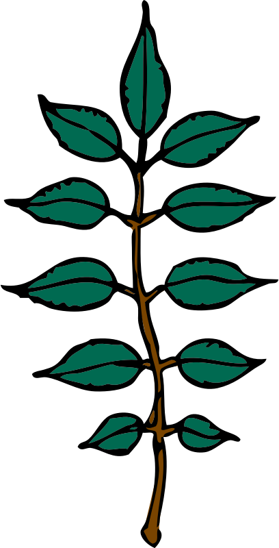 ash leaves