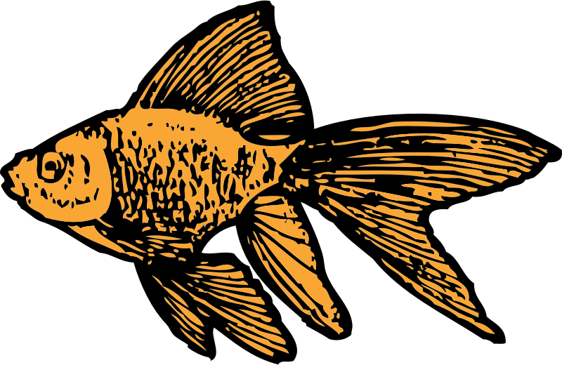 goldfish