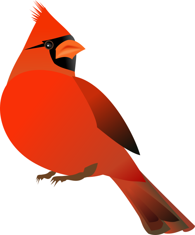 Red Cardinal