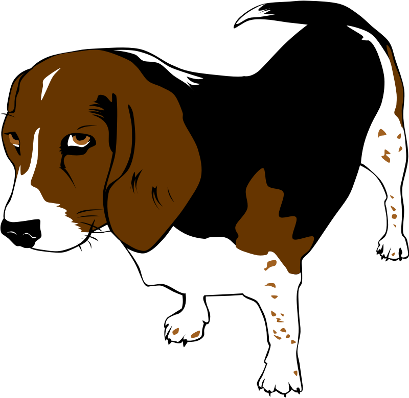 Copper the Beagle