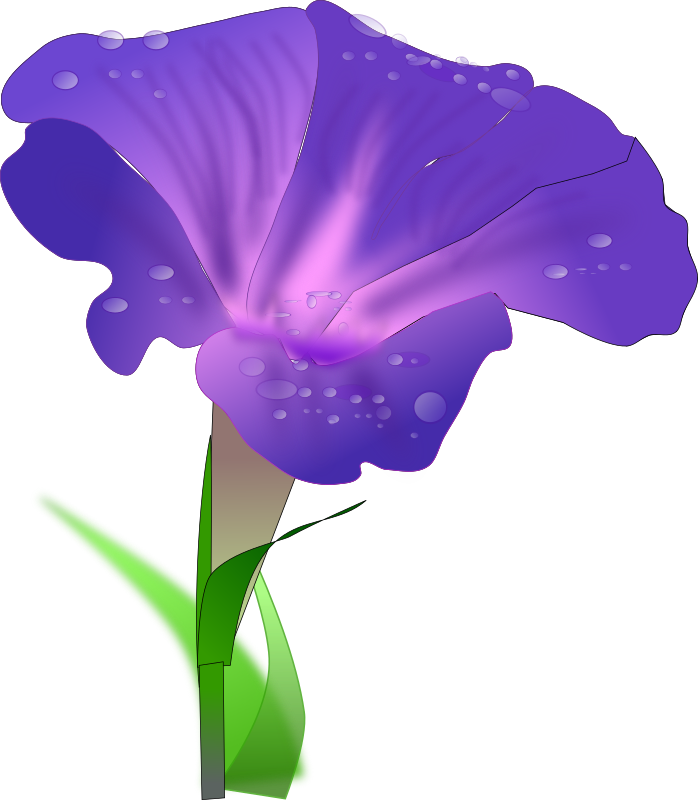 morning glory 