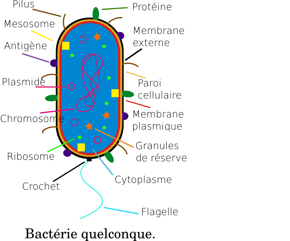 Bactérie - Bacteria