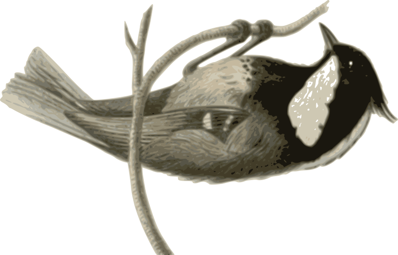 Parus ater pekinensis