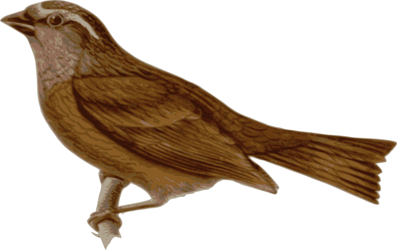 Carpodacus-edwardsii