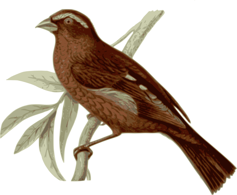 Carpodacus-vinaceus-male